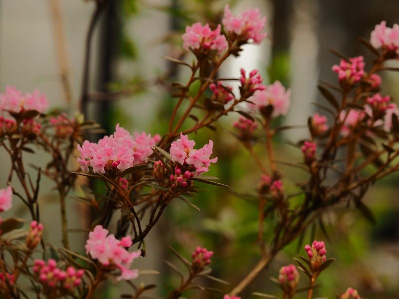 Rhododendron primuliflorum Doker LA